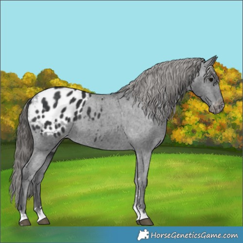 Horse Color:Black Appaloosa