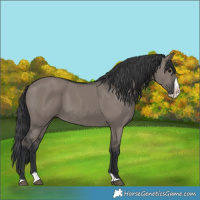 Horse Color:Grullo Splash 