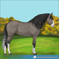 Horse Color:Grullo Splash 