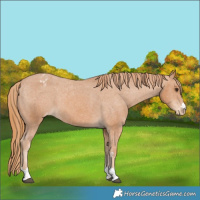 Horse Color:Chestnut Varnish 