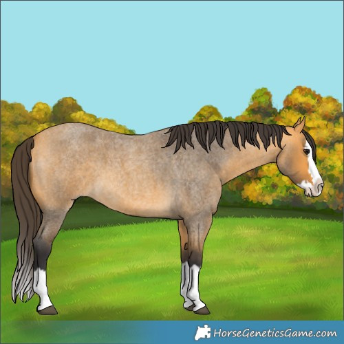 Horse Color:Buckskin Roan Splash 