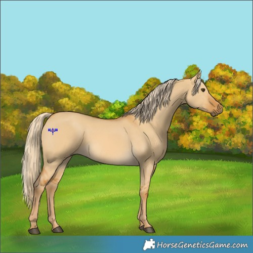 Horse Color:Palomino Dun Rabicano