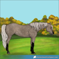 Horse Color:Void White Spotted Silver Grullo 