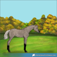 Horse Color:Void White Spotted Silver Grullo