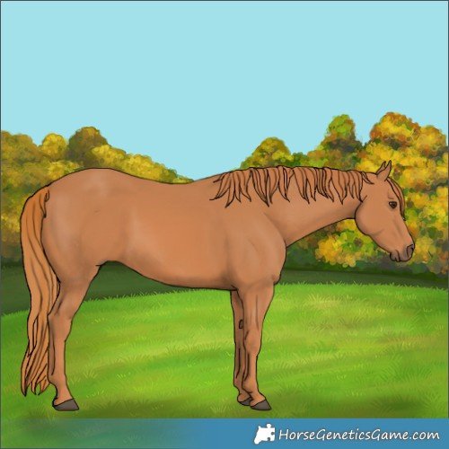 Horse Color:Chestnut 
