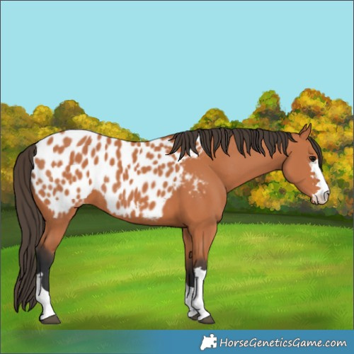 Horse Color:Bay Appaloosa 