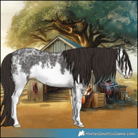 Horse Color:White Spotted Liver Chestnut Ice 