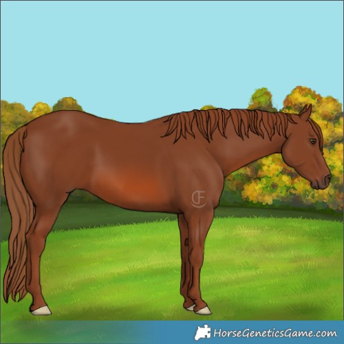 Horse Color:Chestnut 