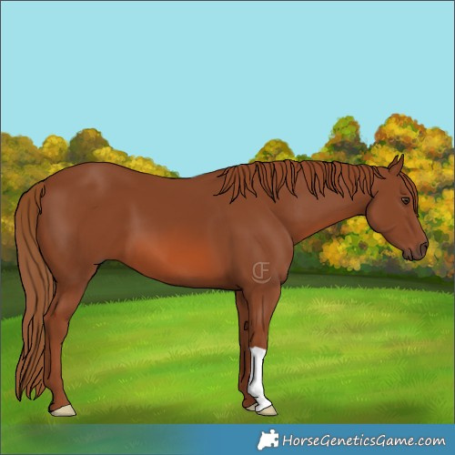Horse Color:Chestnut 