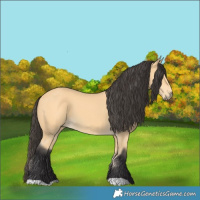 Horse Color:Buckskin 