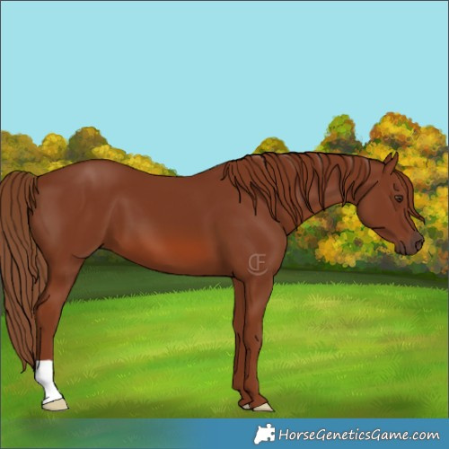 Horse Color:Chestnut 