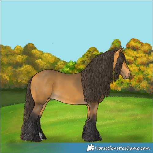 Horse Color:Buckskin