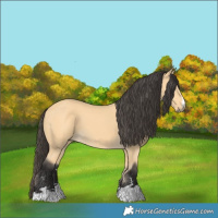 Horse Color:Buckskin 