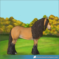 Horse Color:Buckskin 