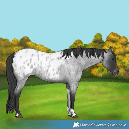 Horse Color:Blue Roan Tobiano Appaloosa 