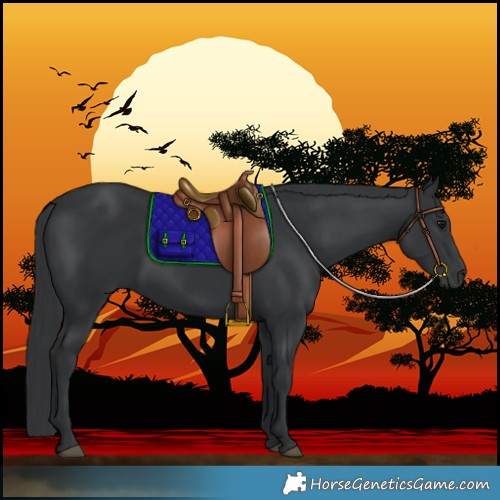 Horse Color:Black 