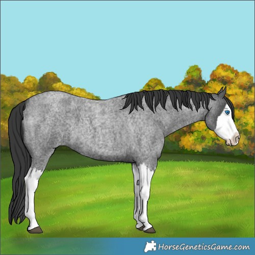Horse Color:Blue Roan Splash 