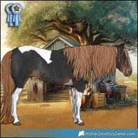 Horse Color:Liver Chestnut Tobiano Rabicano
