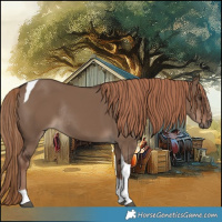 Horse Color:Liver Red Dun Tobiano Rabicano 