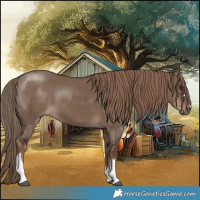 Horse Color:Liver Red Dun Tobiano 