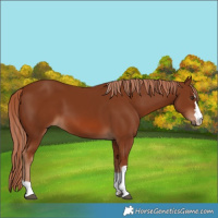 Horse Color:Chestnut 