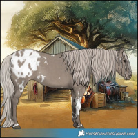 Horse Color:White Spotted Silver Grullo Varnish 