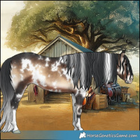 Horse Color:White Spotted Brown Onyx 