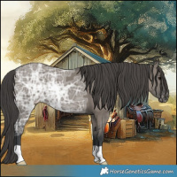 Horse Color:Grullo Ice Varnish 