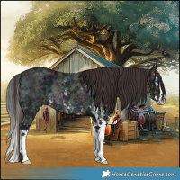 Horse Color:Midnight Liver Chestnut Ice Sabino Splash Rabicano 