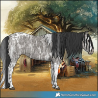 Horse Color:Grullo Ice Splash Tobiano 