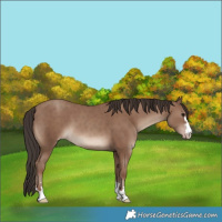 Horse Color:Classic Champagne 