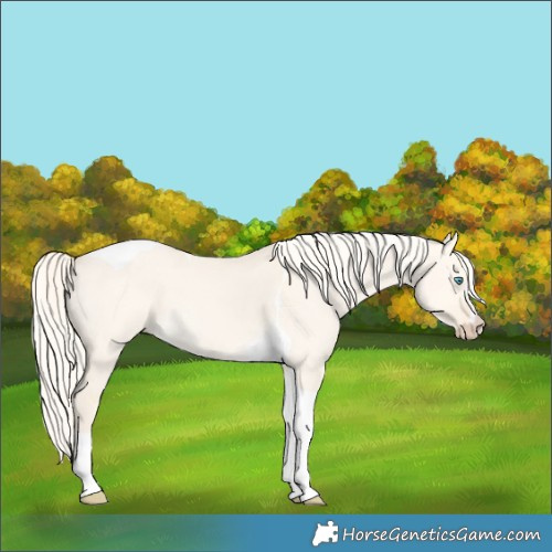 Horse Color:Cremello Dun Tobiano 