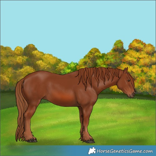 Horse Color:Chestnut 
