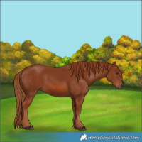 Horse Color:Chestnut 
