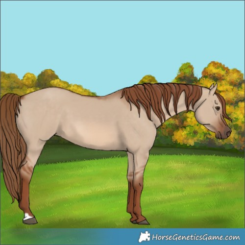 Horse Color:Red Dun 