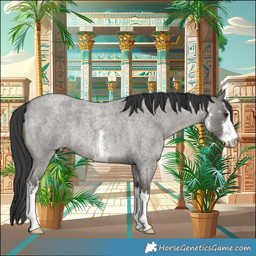 Horse Color:White Spotted Grullo Roan 