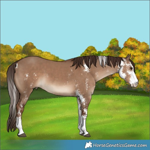 Horse Color:Liver Red Dun Sabino 