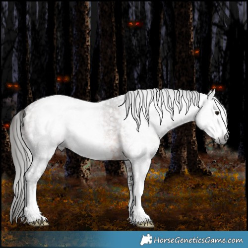 Horse Color:Gray Bay Sabino Snowflake Varnish