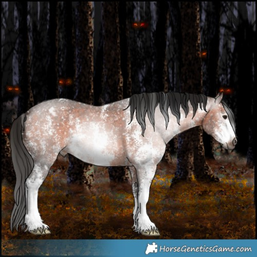 Horse Color:Gray Bay Sabino Appaloosa 