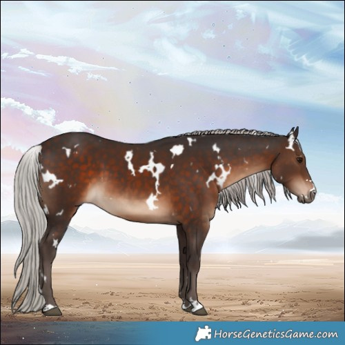 Horse Color:White Spotted Silver Brown