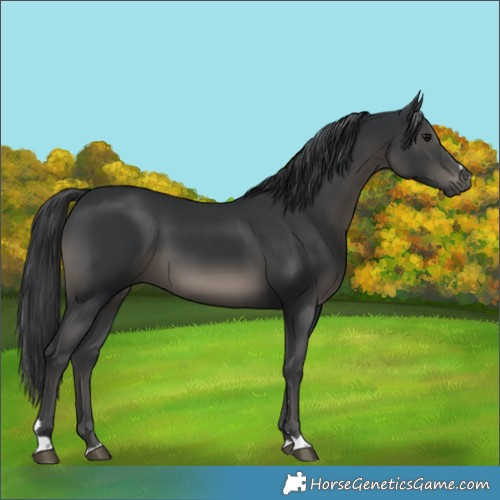 Horse Color:Black 