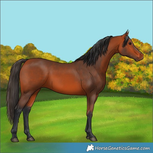 Horse Color:Bay 