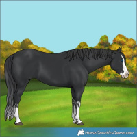 Horse Color:Black Splash  and Black Splash 