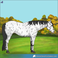 Horse Color:Blue Roan Appaloosa 
