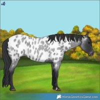 Horse Color:Blue Roan Appaloosa 