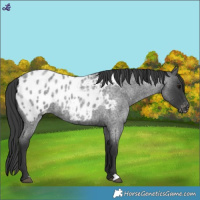Horse Color:Blue Roan Appaloosa 
