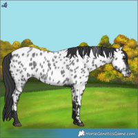 Horse Color:Blue Roan Appaloosa 