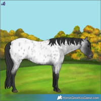 Horse Color:Blue Roan Near Leopard 