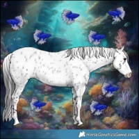 Horse Color:Blue Roan Appaloosa 