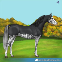 Horse Color:Black Splash and Black Splash